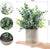 2 Pack Small Potted Faux Plants Eucalyptus 