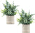 2 Pack Small Potted Faux Plants Eucalyptus 